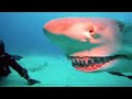 If You’re Scared of Sharks, Don’t Watch This