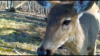 Backyard Deer Sniffs Camera (4-10-15)