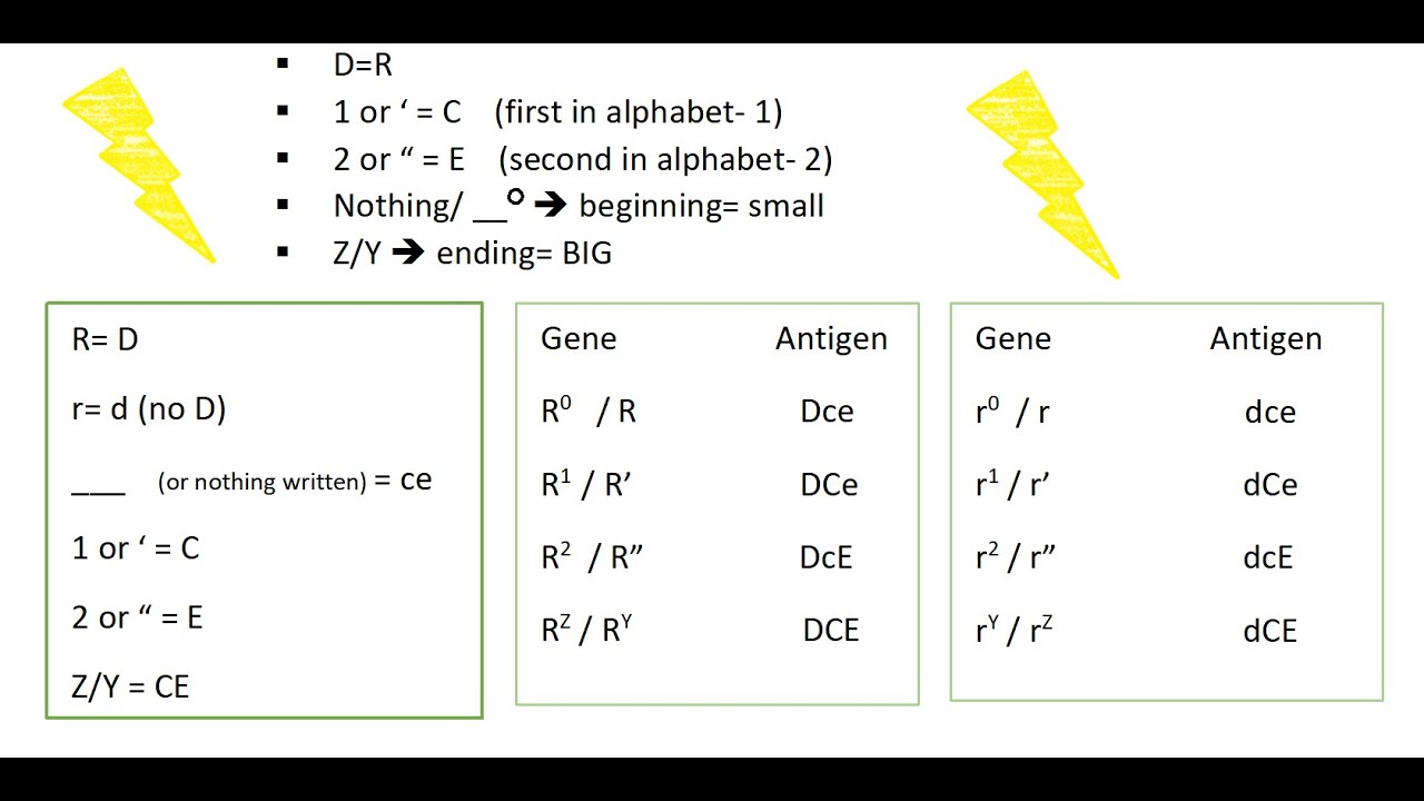 Rh Blood Group System