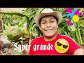 🤪⚠️VIDEO CASUAL | cosechando FRUTAS DE PITAHAYA 🌵