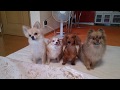 協調性のないチワワ