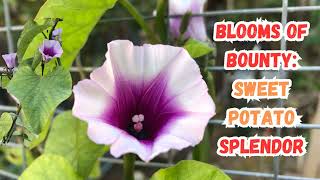 Blooms of Bounty: Sweet Potato Splendor🌸#sweetpotato #sweetpotatoes #flowers #BloomingBeauty #garden