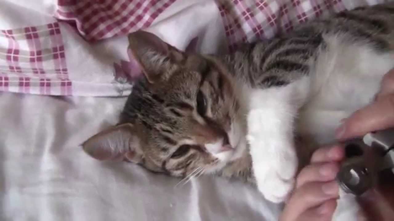 Cute Cat having a pedicure How adorable is this! YouTube