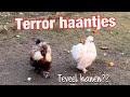 Terror haantjes !! Teveel zijdehoen haantjes??