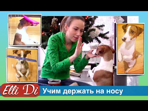 Учим Джину трюкам!