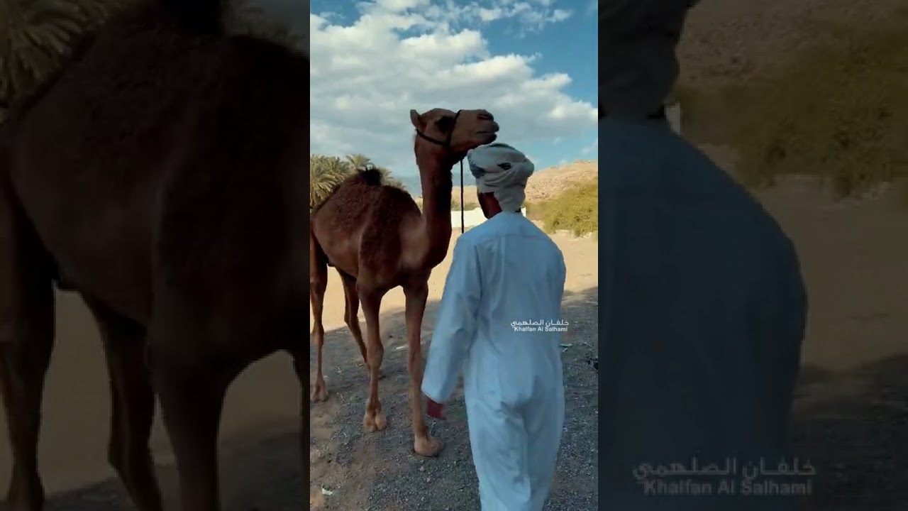 قصة الجمل سعود و صديقة إلياس