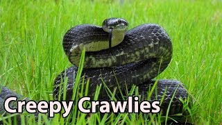 Creepy Crawlies: Snakes, Spiders, Bees & More!