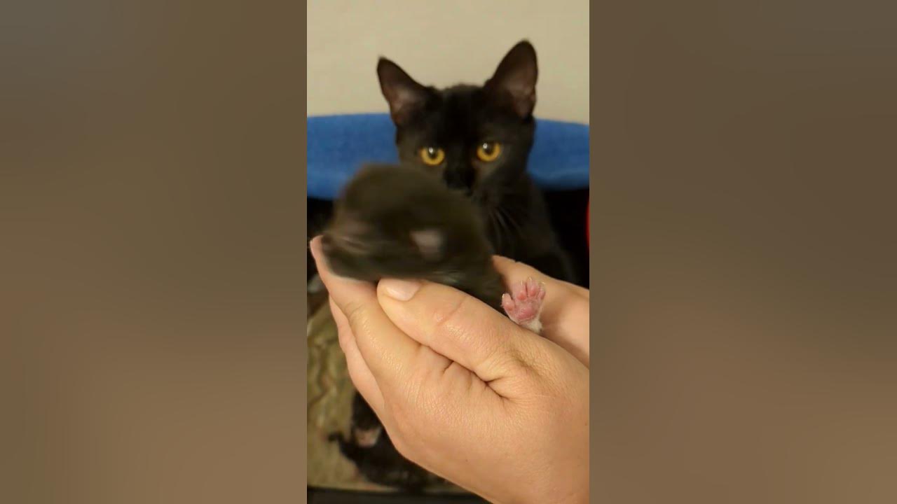 2-day-old-kittens-kittens-youtube