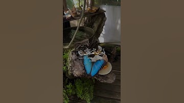 لا إله إلا الله وحده لا شريك له #القرآن_الكريم #المصحف #قرآن #لا_اله_الا_الله #تلاوة_خاشعة