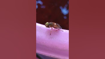 Grooming behaviour in hover fly (Syrphid fly), Eristalinus sp.