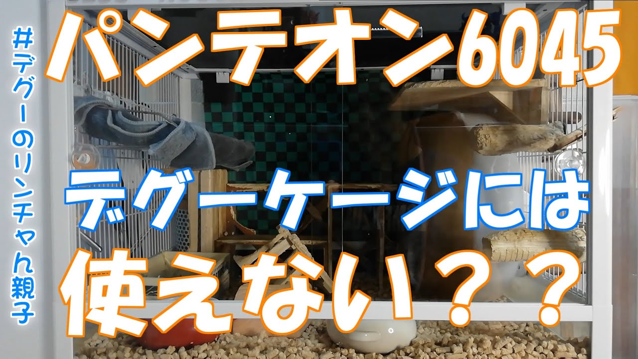 Degu】パンテオン6045デグーケージとしての使用感【デグーのゼンチャん