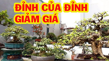 Hàng bê tay chất lượng nhất, giảm giá cây đẹp, mai chiếu thủy, nguyệt quế, bông trang - bonsai trees