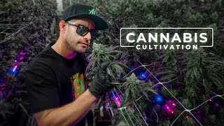 Environment Simulation, Cloning, and the Future of Craft Cannabis | PARAGRAPHIC by PARAGRAPHIC 229,400 views 1 year ago 15 minutes