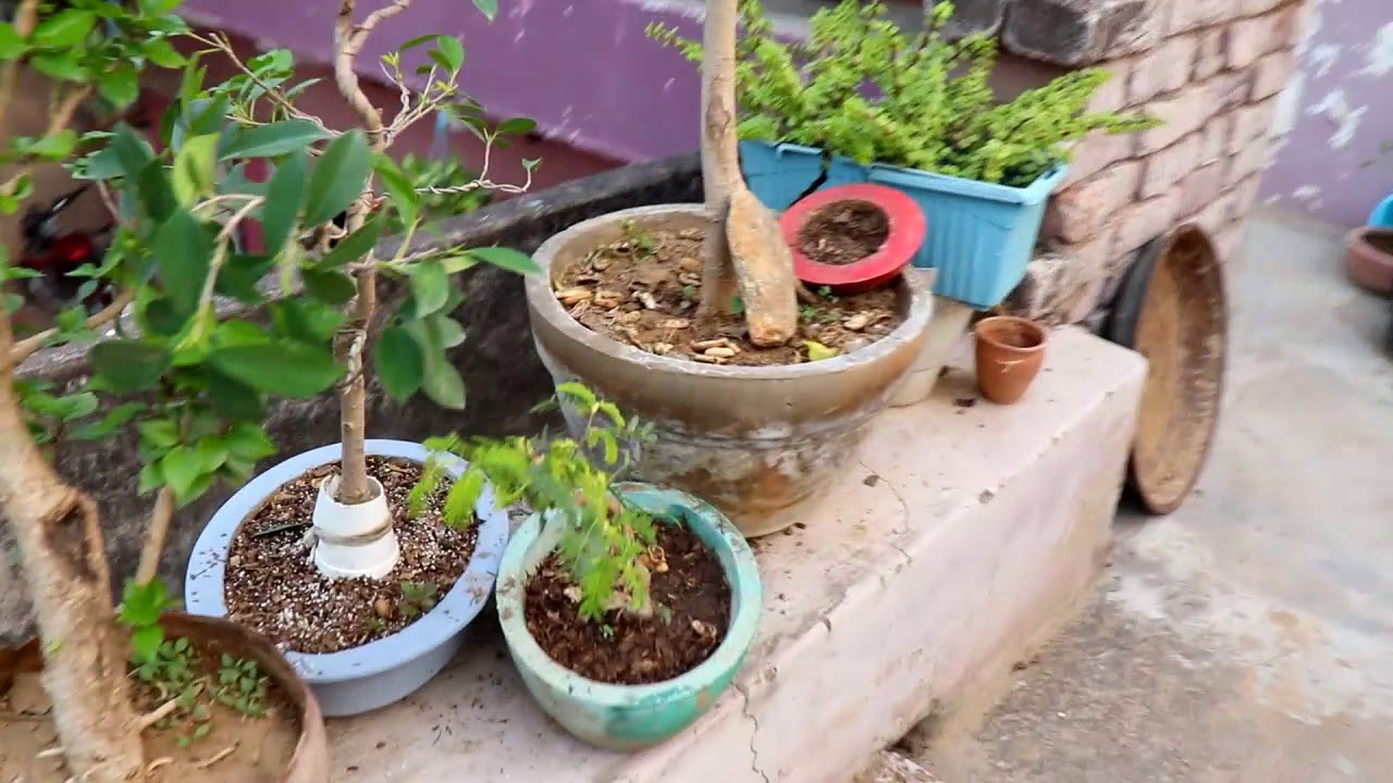 Garden Area Overview My Bonsai In November YouTube