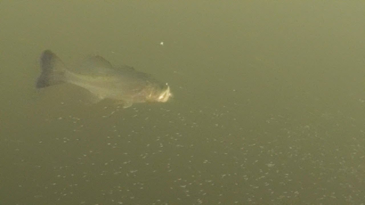Largemouth Bass Stalking and Eating a Minnow 