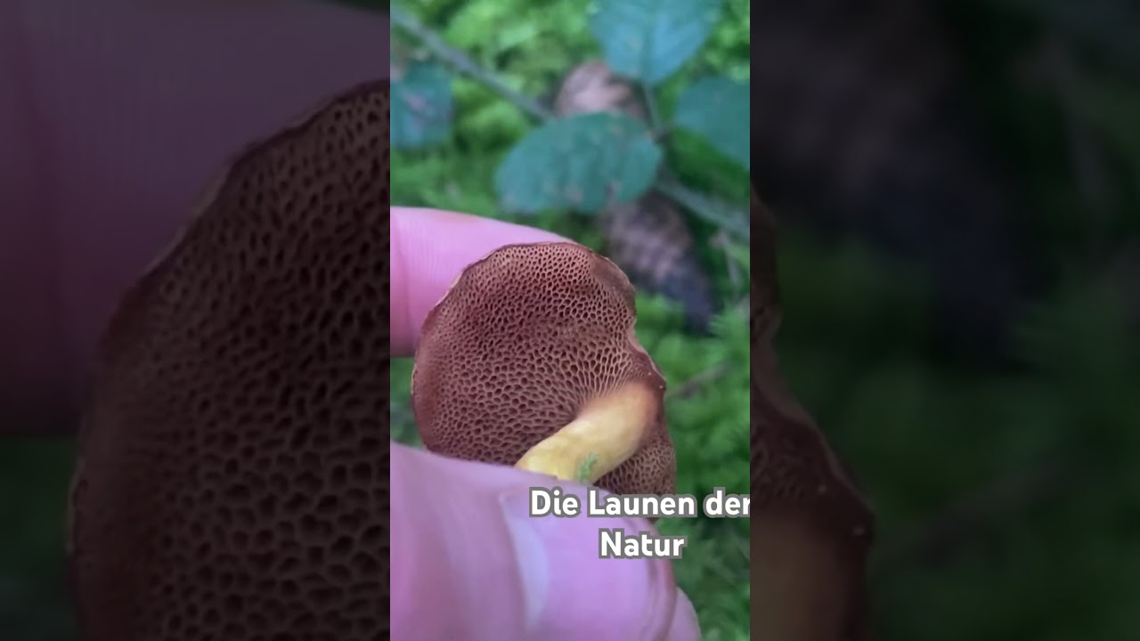 Der Pfefferröhrling