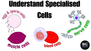 It's easier than you think! Understand the roles of specialised cells in animals