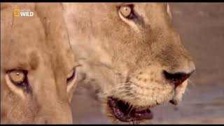 aslan belgeseli  Aslan Su Aygırına karşı   YouTube