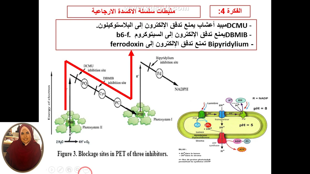 العرض 13 فكرة تاثير المثبطات على السلسلة التركيبية الضوئية