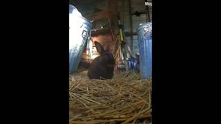 Pipkin and a chicken visit Sheewana and Cat Ballou in the bunny trailer 🐔🐇🩵🐰🐰