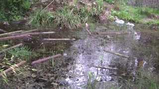 Rockery, pond and former Winter Gardens, Springburn Park