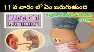 What development happens  11th week pregnancy  baby development in 11th week Telugu