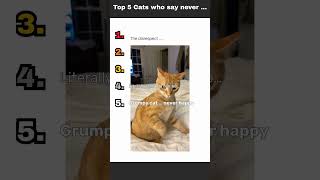 All cats are perfect #cats #cat #kitty #kitten