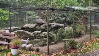 Tierpark Niederfischbach Ein Schöner Ausflug Für Groß Klein - Täglich Geöffnet Rlp - Nrw