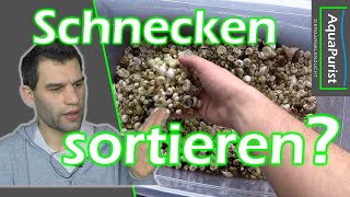 Wie Trenne Ich Lebende Schnecken Von Leeren Schneckenhäusern, Oder Bodengrund?