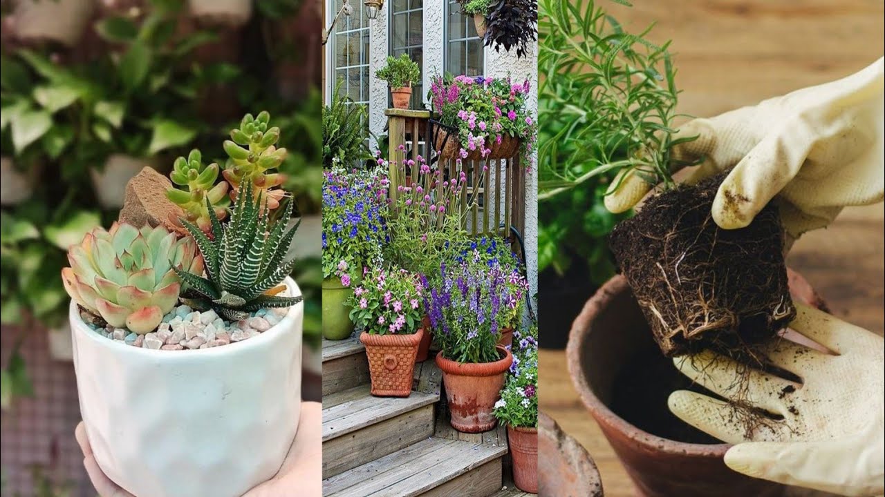How to Repot Succulents from the Store|How to Repot Succulents - YouTube