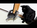 子猫とクロの初対面は予想外の出来事ばかりでした