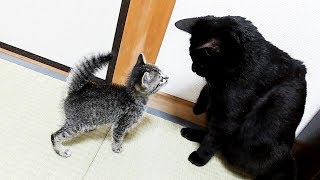 子猫とクロの初対面は予想外の出来事ばかりでした