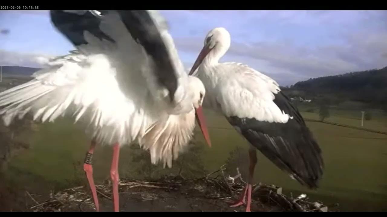 Lindheim, D The young male stork sometimes throws Wilma out of the nest