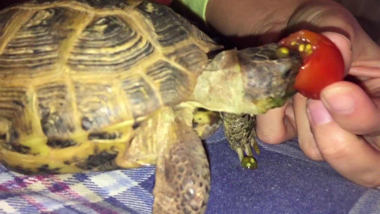 [Squirtle] Russian Tortoise eating a Cherry Tomato YouTube