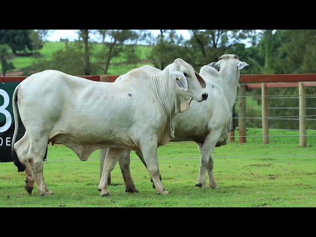 LOTE 49 - FZST 308   FZST 341   FZST 351