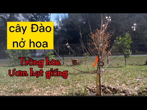 Video #92: CÂY ĐÀO NỞ HOA TRONG VƯỜN. TRỒNG HOA ƯƠM HẠT... - youtube