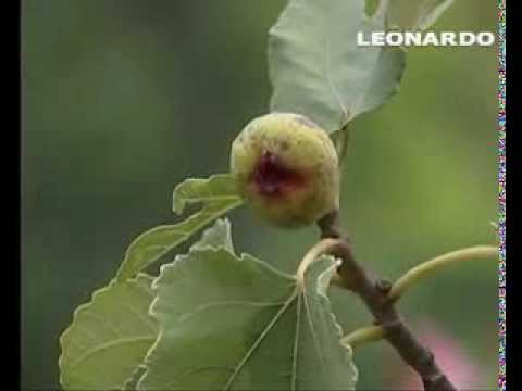 Video: Agroecosistemi Tradizionali Come Conservatori E Incubatori Di Varietà Varietali Vegetali Coltivate: Il Caso Del Fico (Ficus Carica L.) In Marocco