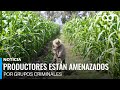 ¿Por qué cada vez cuesta más comer? El crimen organizado detrás del alza de precios
