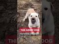 she lost trust on humanity; but.. #rescueefforts #rescuestories #dog #dogshorts #dogrescue