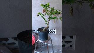 Chòi mòi siêu trái giao lưu với các bác! LH: 0866.624.629. #bonsai #choimoi