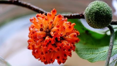 Cây Dướng chữa yếu sinh lý và các bài thuốc chữa bệnh