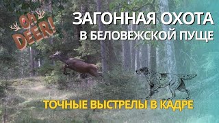 Загонная охота в Беловежской пуще!