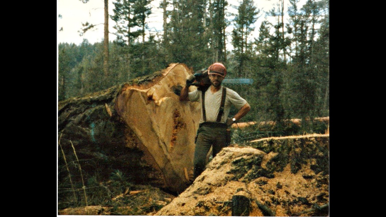 Redwood Logging | 1946 | Documentary on the Giant Redwood Lumber Industry in California