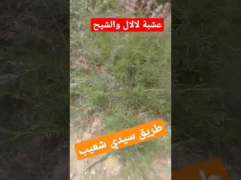عشبة لالال والشيح طريق سيدي شعيب