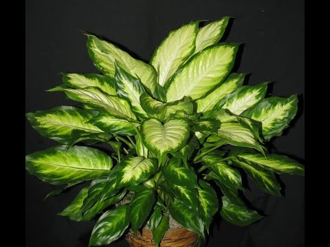 Video: Dieffenbachia: foyda va zarar. Dieffenbachia: belgilar