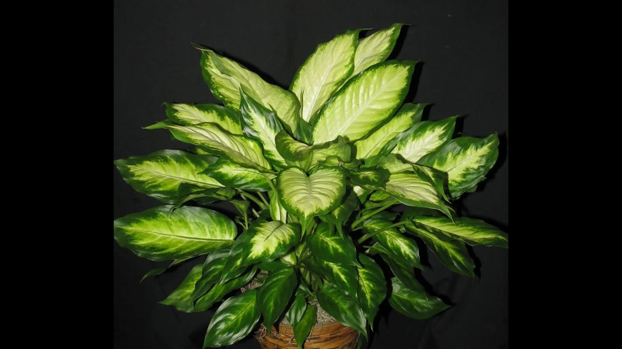 Дифенбахия купайтириш уй шароитида  Difenbaxiya kupaytirish uy sharoitida