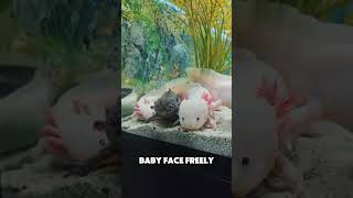 Meet Nature’s Real-Life Peter Pan #sealife #fish #facts #oceanlife #usa #usashorts #didyouknow #fyp