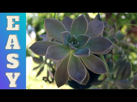 Video: Velike Sobne Biljke (32 Fotografije): Visoko Zatvoreno Cvijeće I Velike Biljke, Poput Drveta U Loncima Za Dom