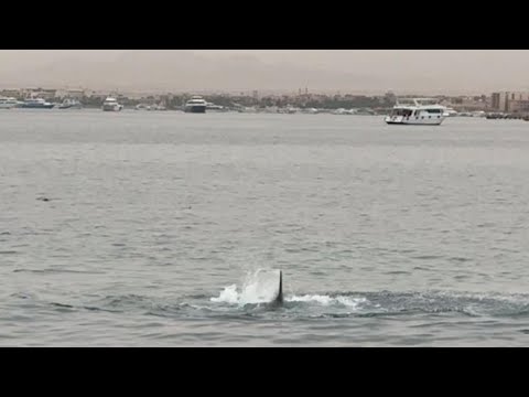 Video: Hurghada, popularno odmaralište na Crvenom moru u Egiptu