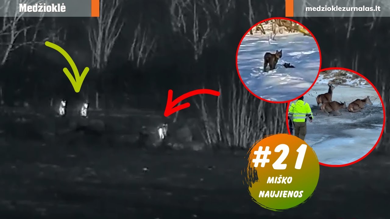 Sitinka dvi vilkų gaujos, katė išsigelbėjo nuo lūšies, per ledą pastumti elniai. Miško naujienos #21